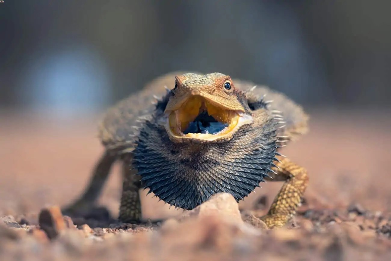 How To Calm An Angry Bearded Dragon (The Right Way)
