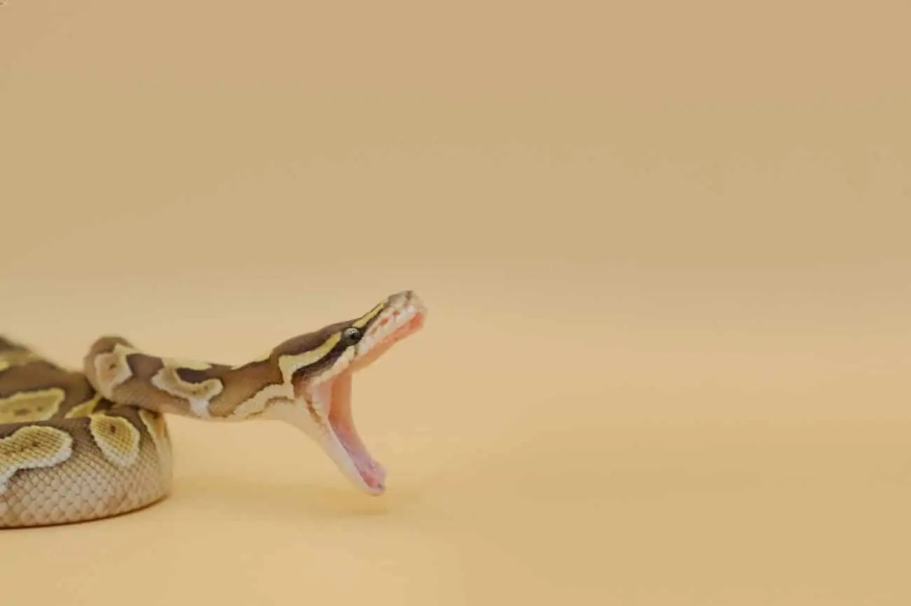 Ball Python Bite 101 Causes, Treatment & Do They Hurt