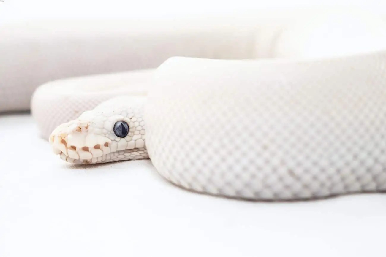 How To Figure Out Why A Ball Python Won't Eat (Simple)
