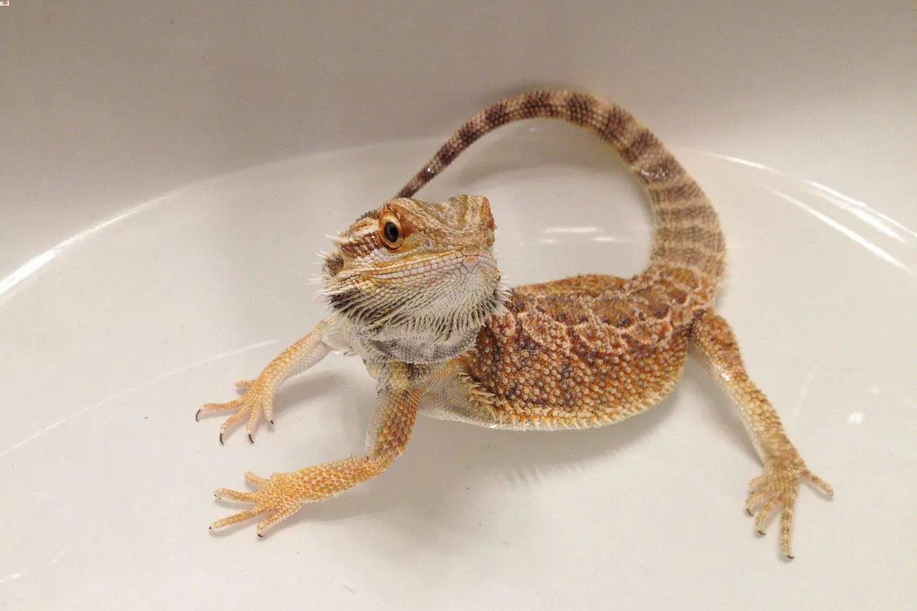 How To Bathe A Bearded Dragon (The HassleFree Guide)
