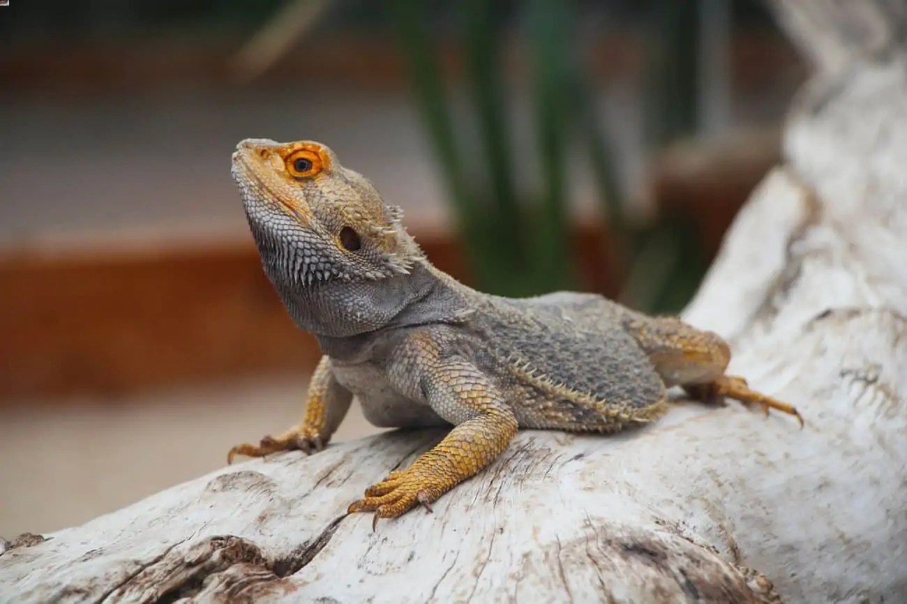 How Long Do Bearded Dragons Live? A Full Lifespan Guide