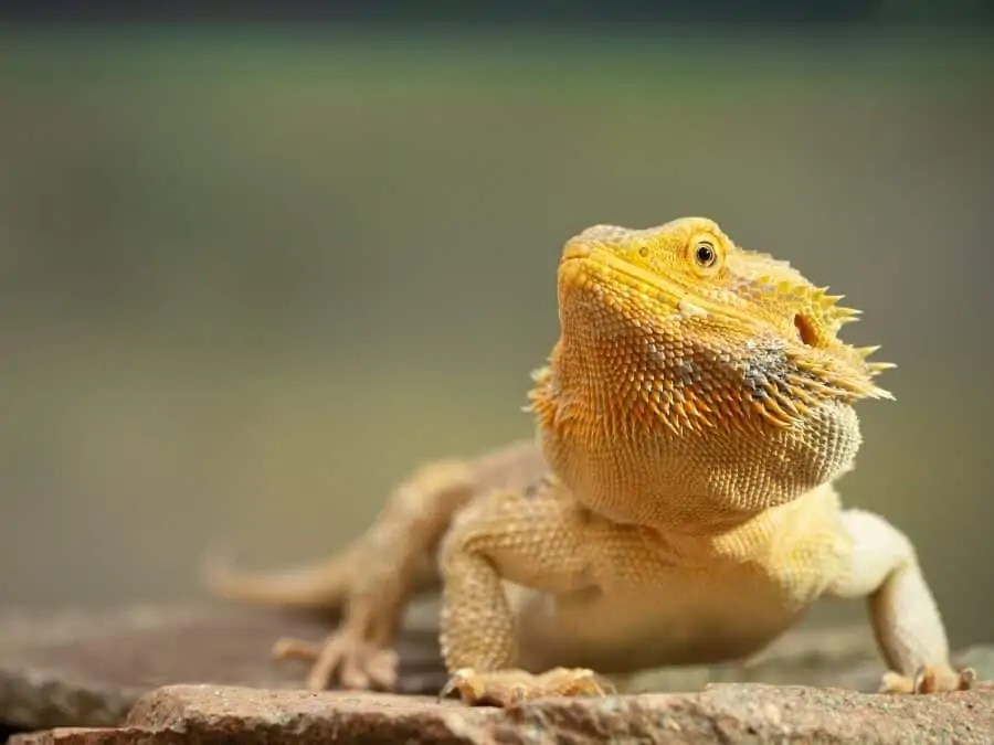 25 Best Pet Lizards You Need To See (BeginnerFriendly)
