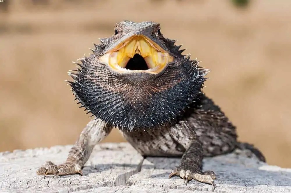 Bearded Dragon Holding Its Mouth Open? Here's Why