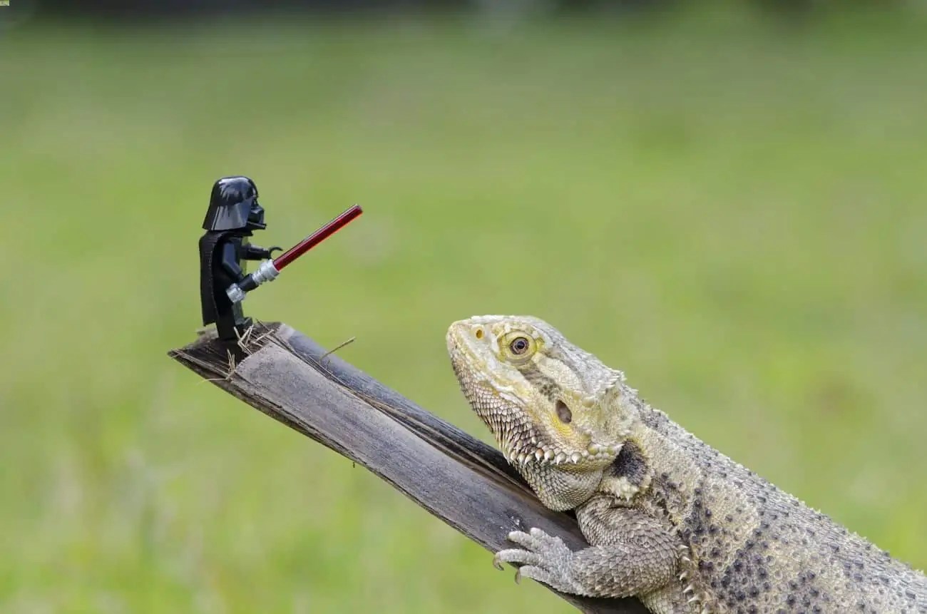What Toys Do Bearded Dragons Like?