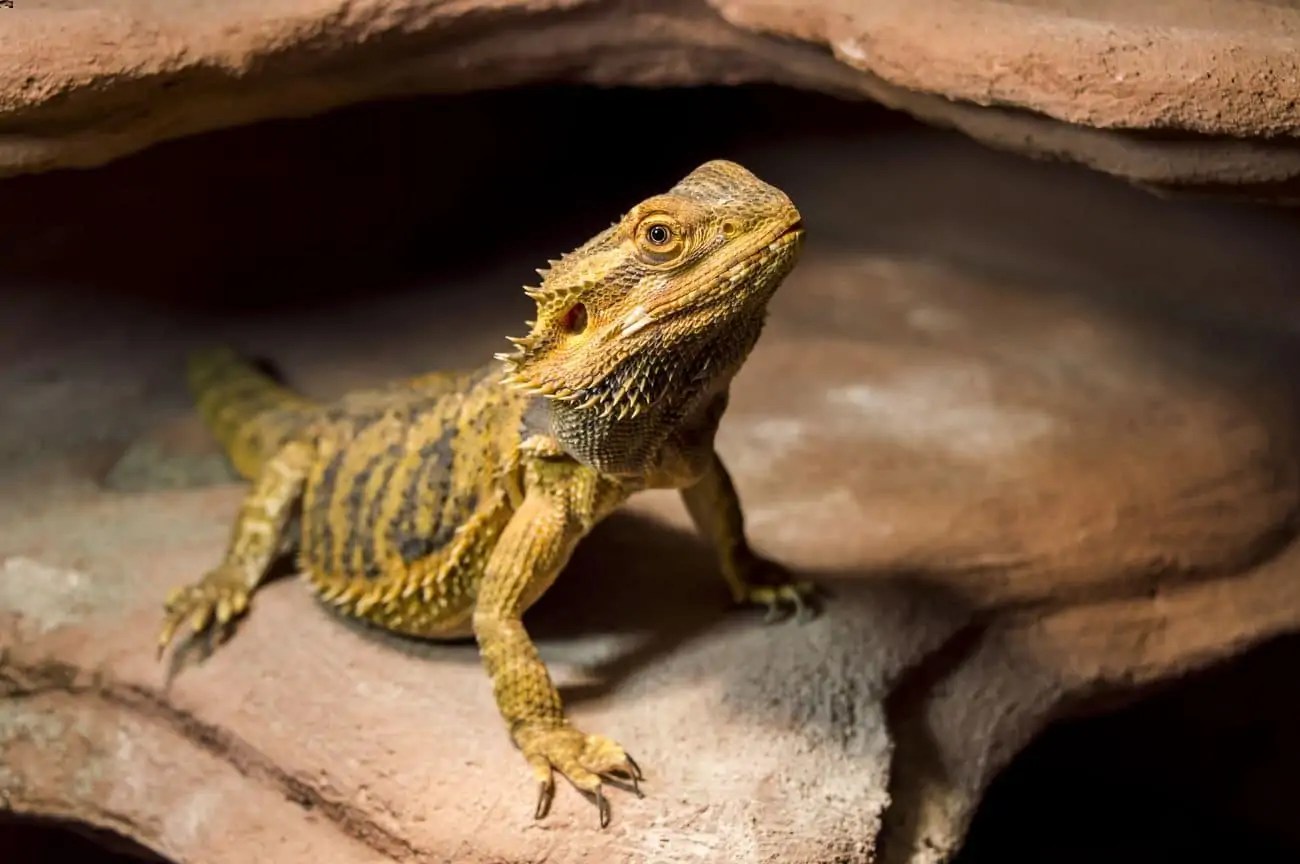 1,000+ Good Bearded Dragon Names (Female, Male, Unisex)