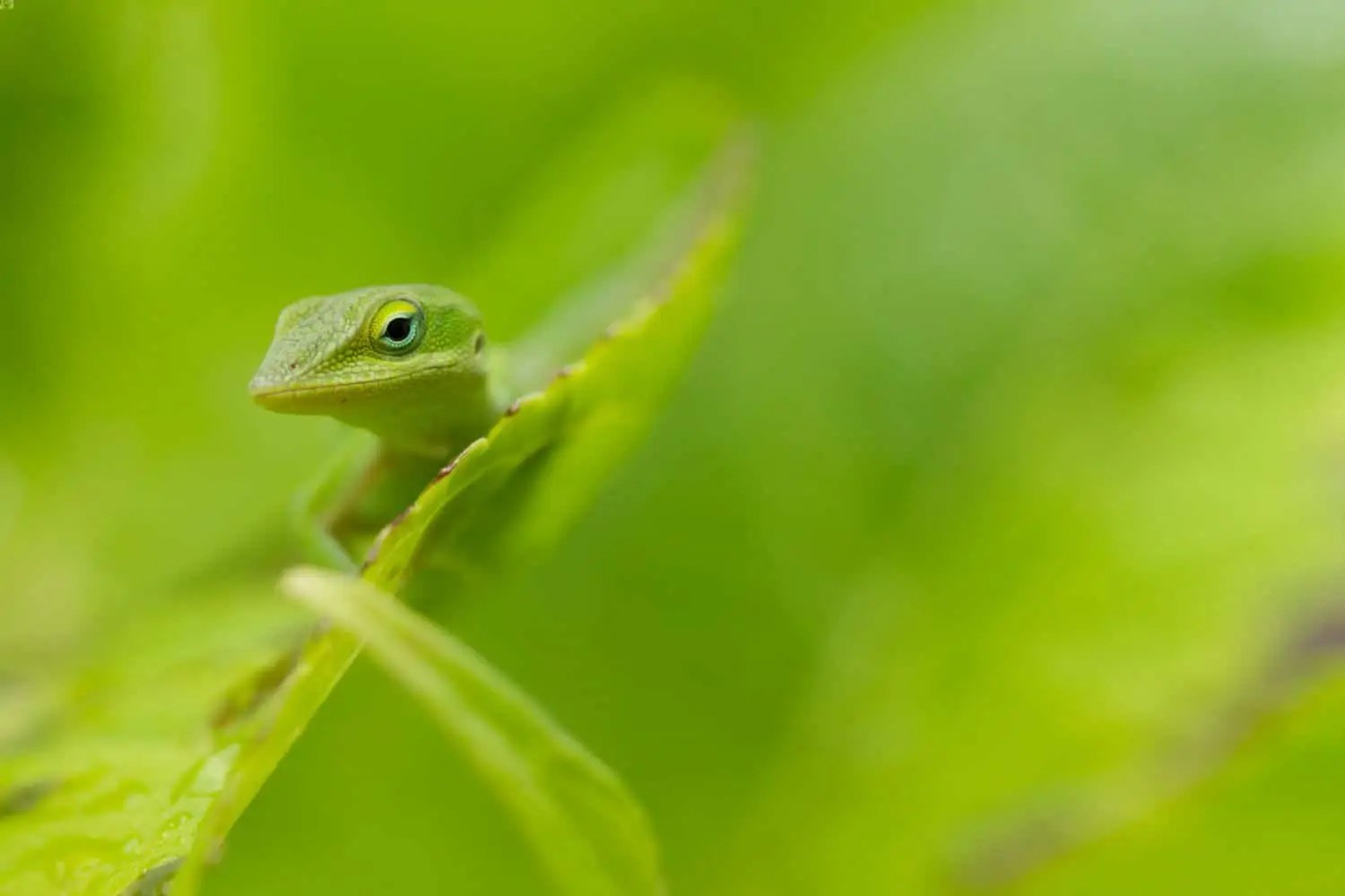 Green Anole Care Diet, Habitat Setup, Lifespan & More