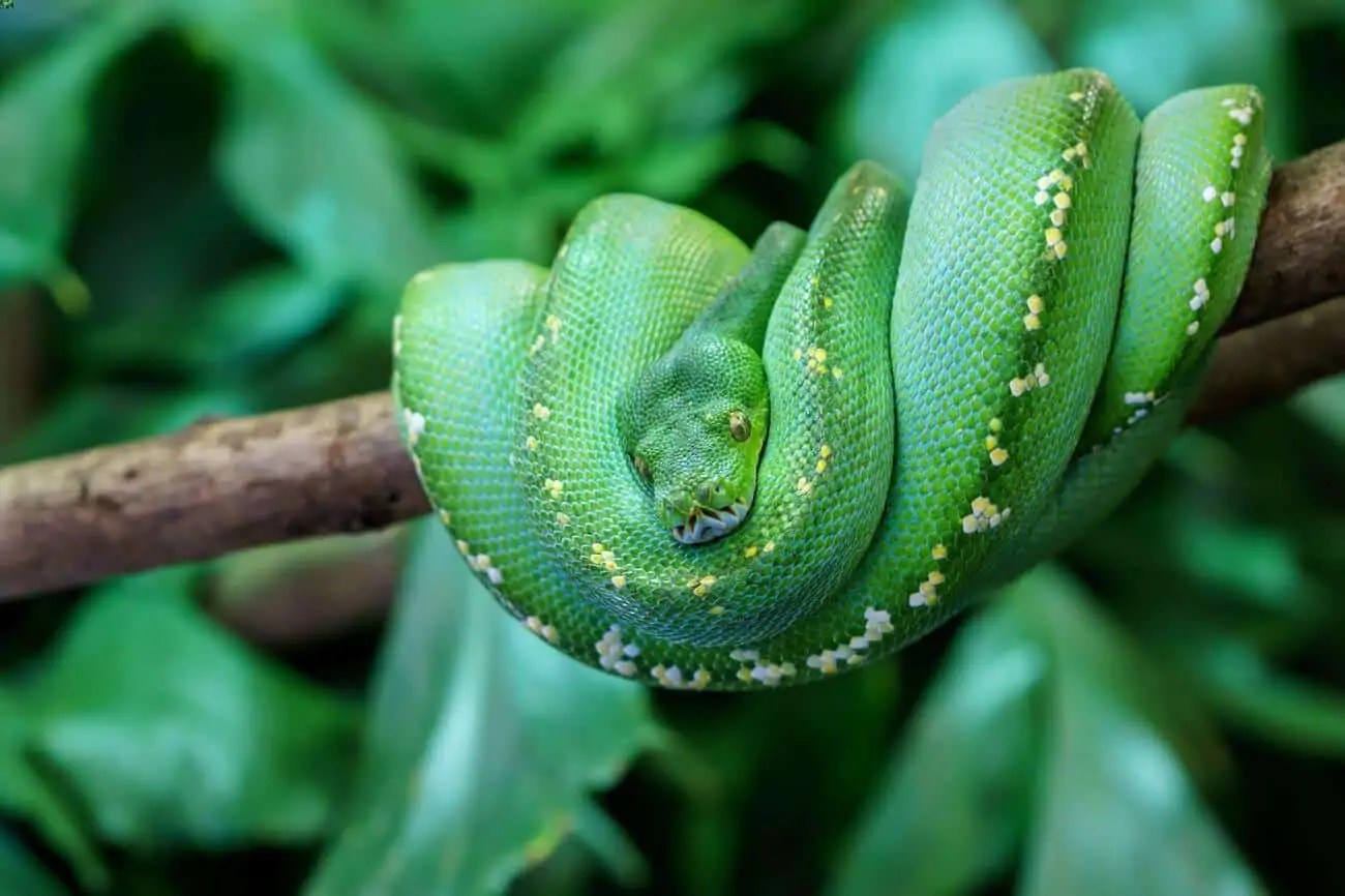 27 Best Pet Snakes To Have (BeginnerFriendly Included)
