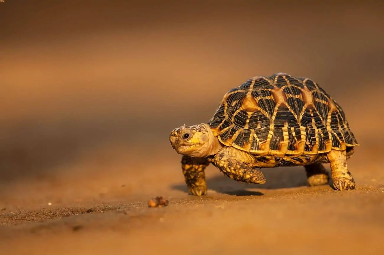 13 Best Pet Tortoise Breeds & Species (For Beginners)