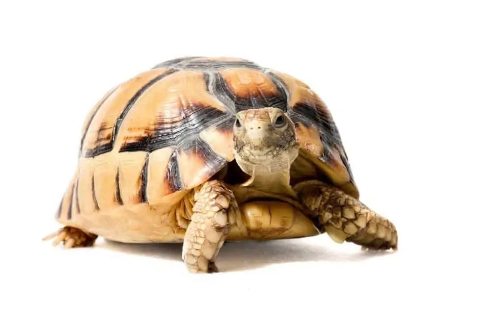 13 Best Pet Tortoise Breeds & Species (For Beginners)