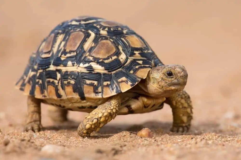13 Best Pet Tortoise Breeds & Species (For Beginners)