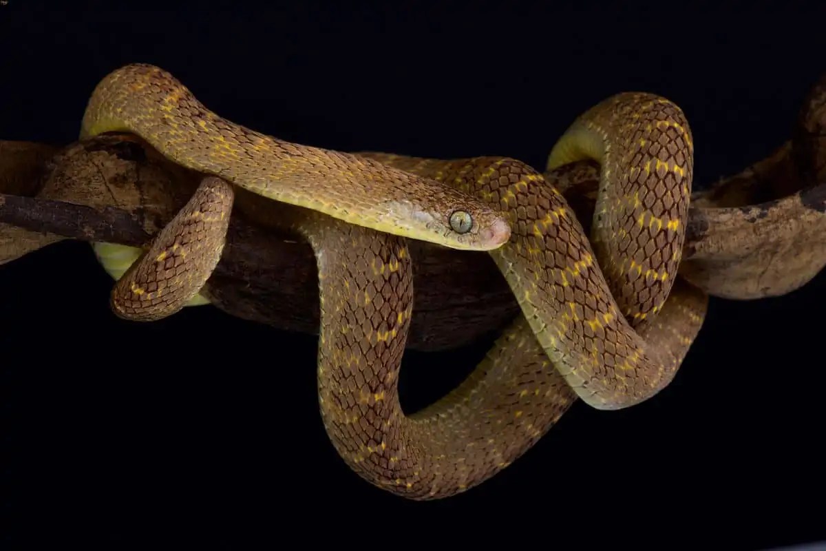 EggEating Snake 101 The Complete Care Guide