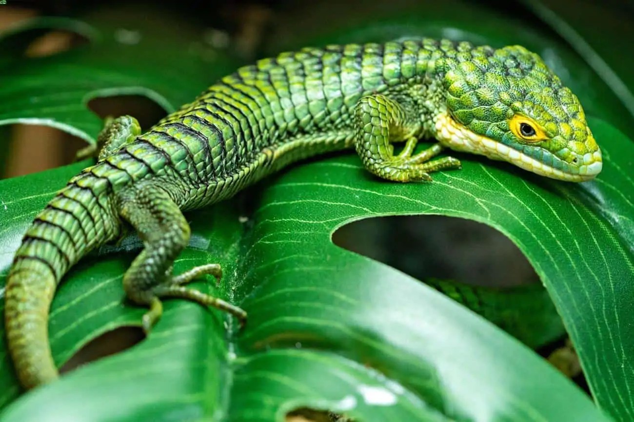 Mexican Alligator Lizard Care (Abronia Graminea)