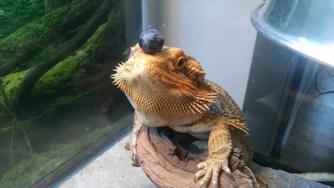 Can Bearded Dragons Eat Blueberries? [Answered]