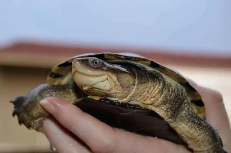 African Sideneck Turtle Care What You Need To Know