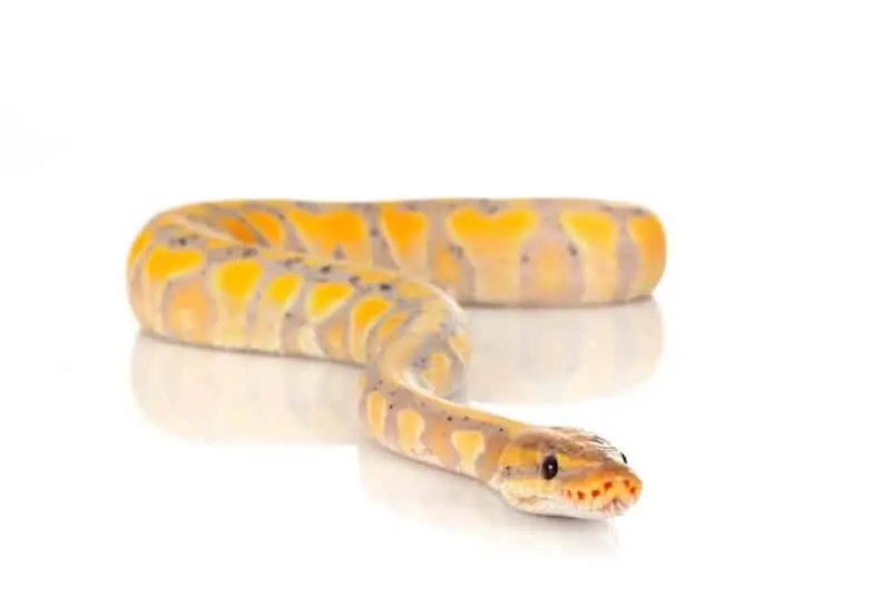 Banana Ball Python 101 Care, Size, Diet & More!
