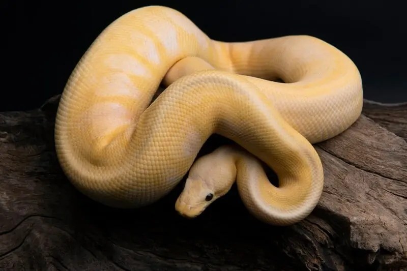Banana Ball Python 101 Care, Size, Diet & More!