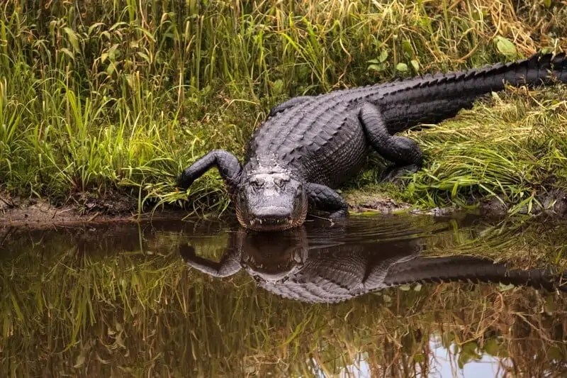 Alligators vs. Crocodiles 10 Surprising Differences