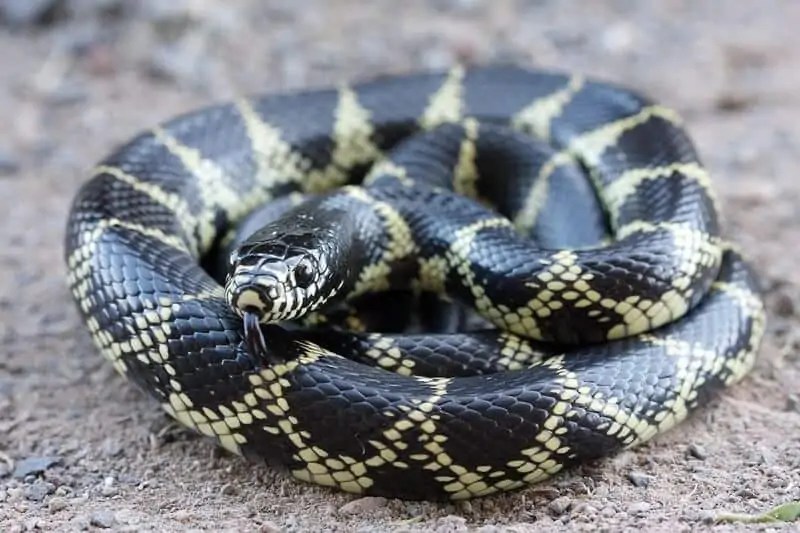 Desert Kingsnake Care Guide Everything You Need To Know
