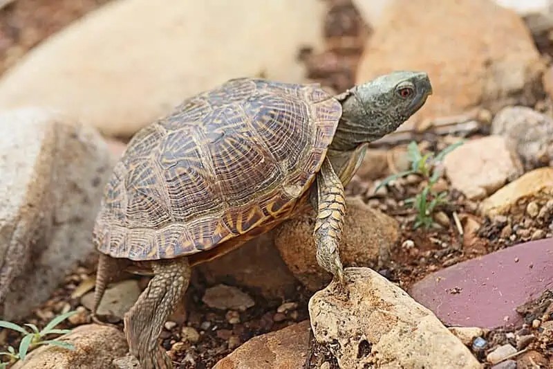 13 Turtles That Stay Small Great Pets For Little Spaces