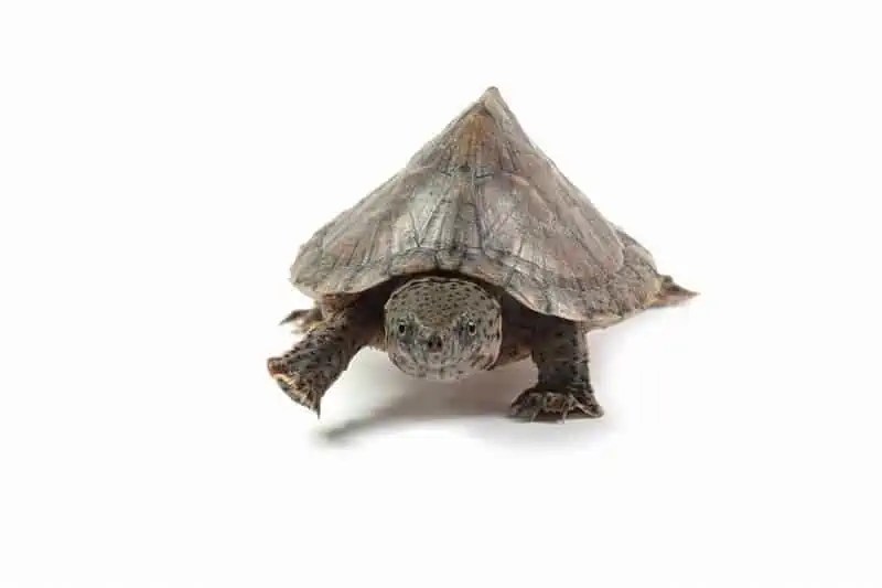 13 Turtles That Stay Small Great Pets For Little Spaces
