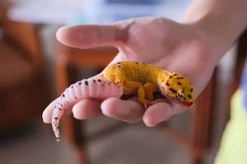 Leopard Gecko Tail Rot Causes, Symptoms & Prevention