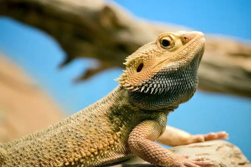 Bearded Dragon Ears Where Are They & How Do They Work?