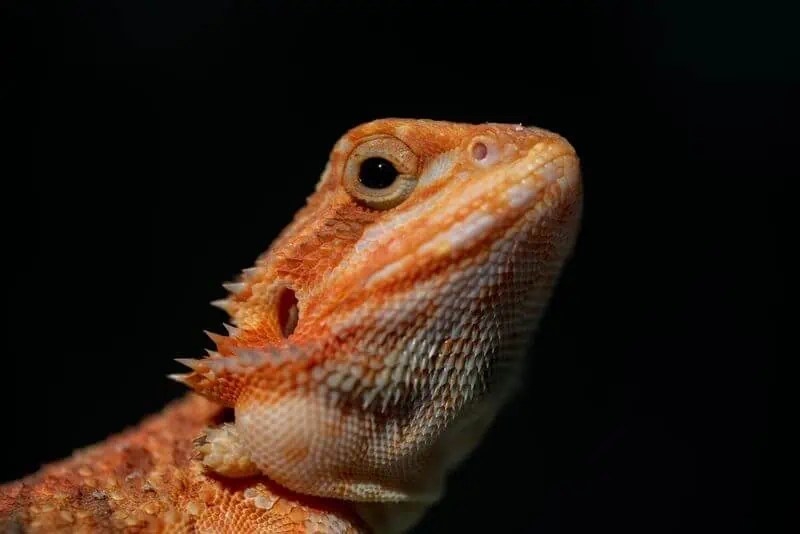 Bearded Dragon Mites Symptoms & How To Get Rid Of Them
