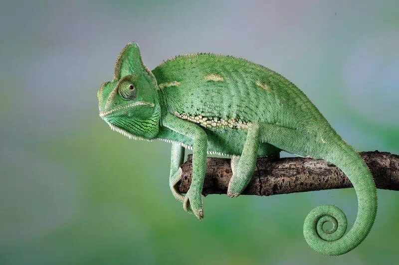 How To Tell If A Chameleon Is Dying 4 Serious Symptoms