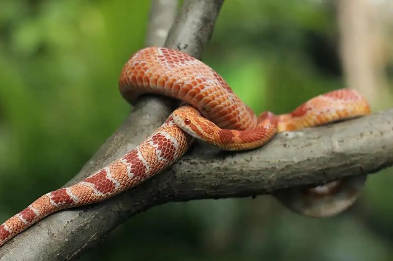 Corn Snake Bites Do They Hurt & What Should You Do?