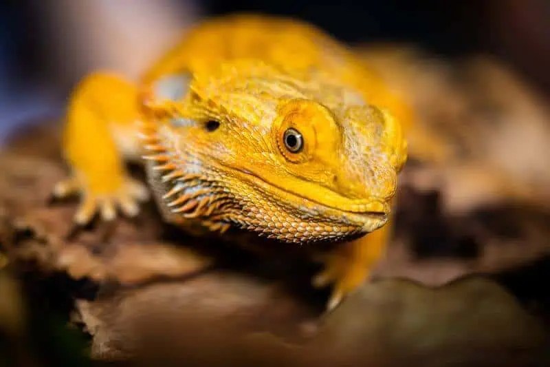 How To Tell If Your Bearded Dragon Is Happy Simple Signs