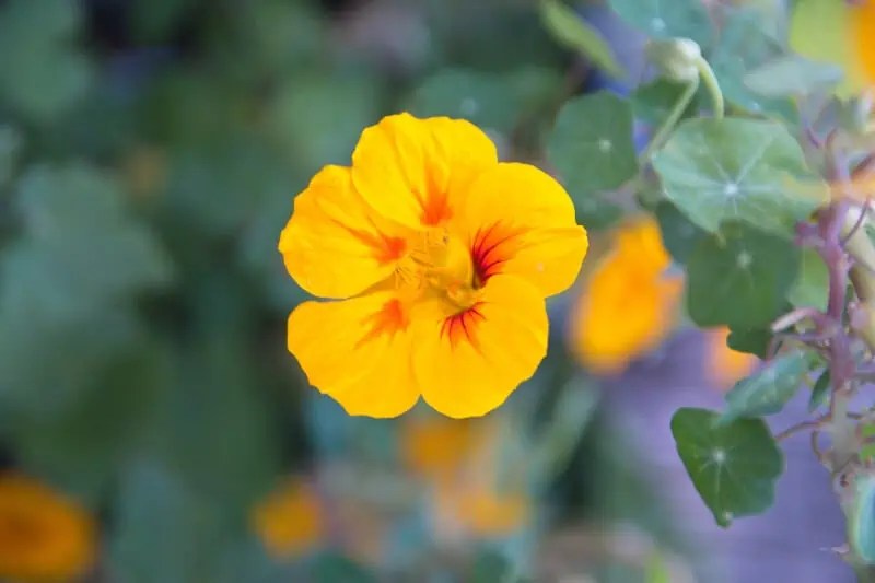 19 Safe Plants For Bearded Dragons (LowMaintenance)