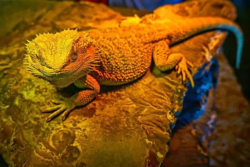 Do Bearded Dragons Need Heat At Night? It Depends...