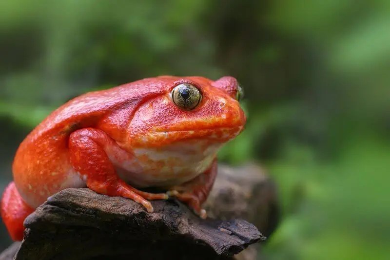 Tomato Frog Care Size, Diet, Enclosure, Lifespan & More