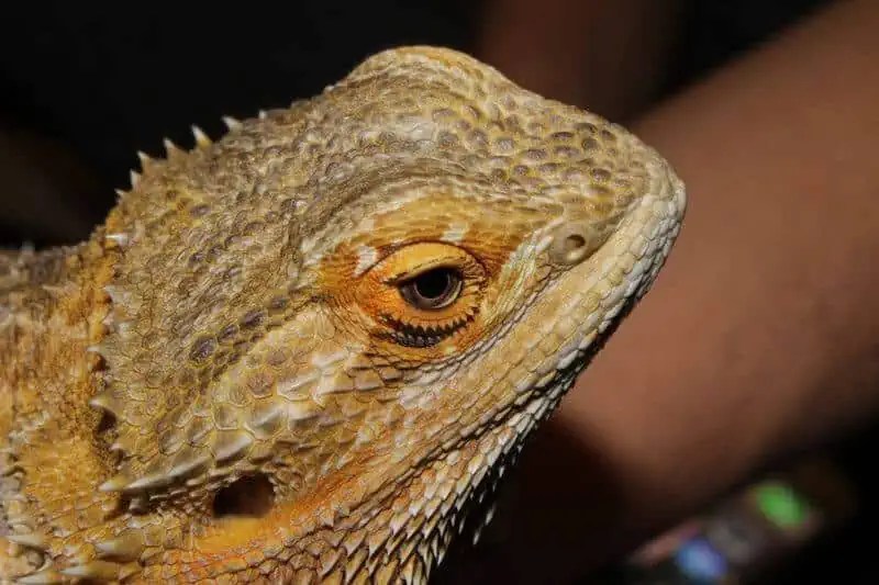 What To Do About Bearded Dragon Nose Plugs Full Guide