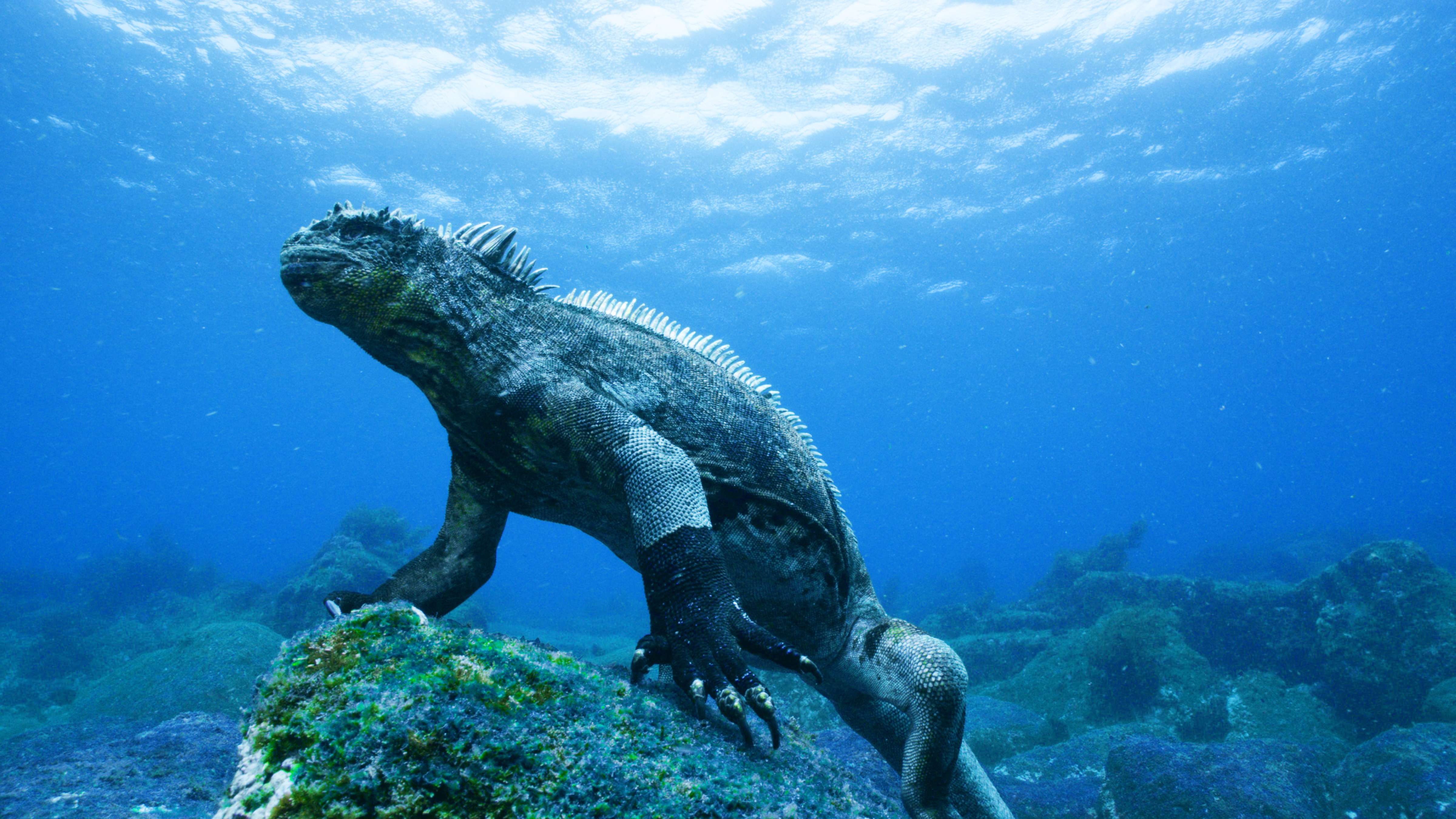 Reptile Encounters Presents The Weird Lizard List