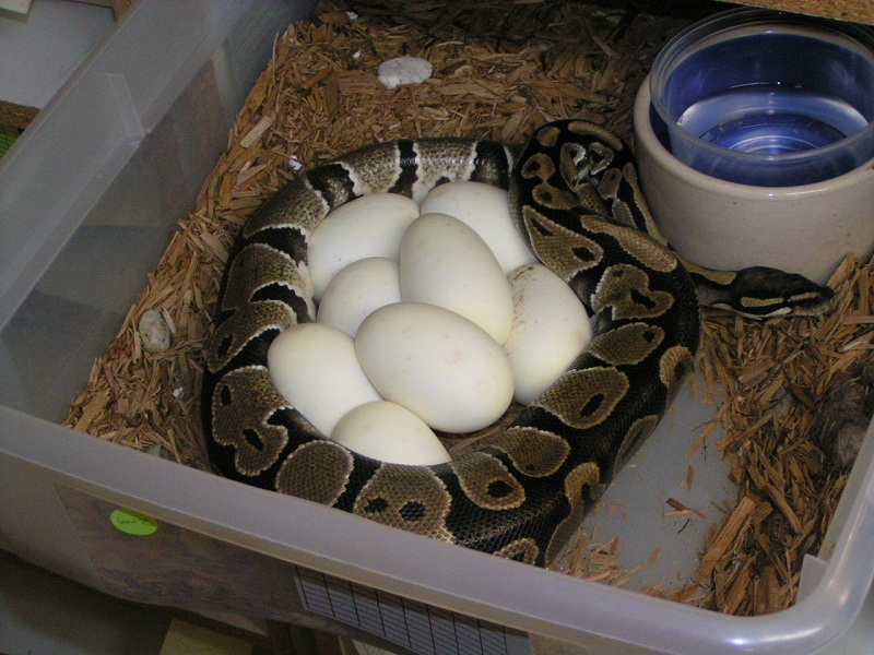 Ball Python Facts and Pictures