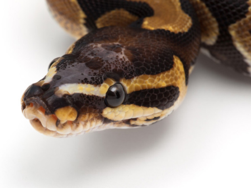 Ball Python Facts and Pictures