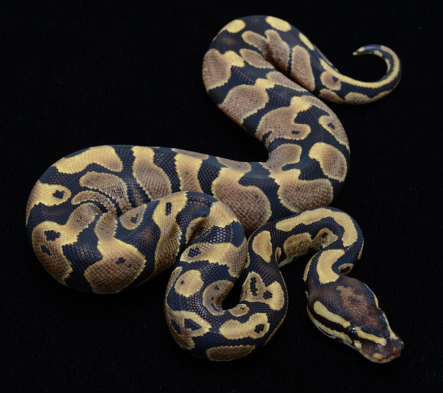 Ball Python Facts and Pictures