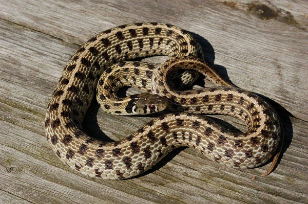 Checkered Garter Snake Facts and Pictures