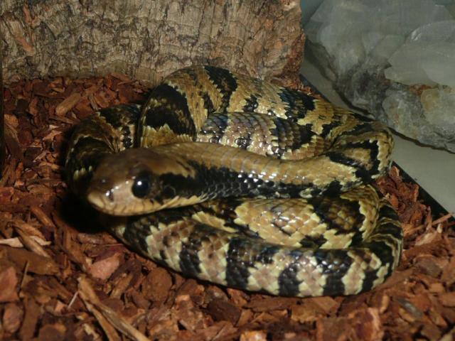 False Water Cobra Venom Effects Download Wallpaper