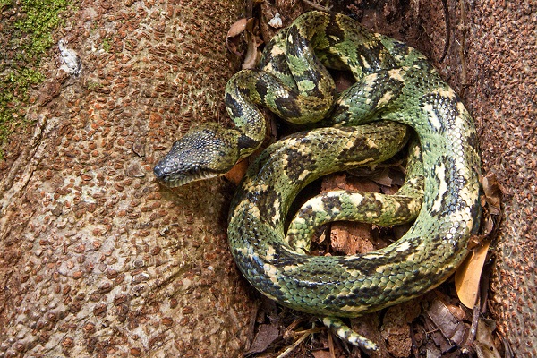 Madagascar Tree Boa Facts and Pictures