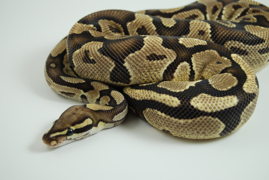 Ball Python Facts and Pictures