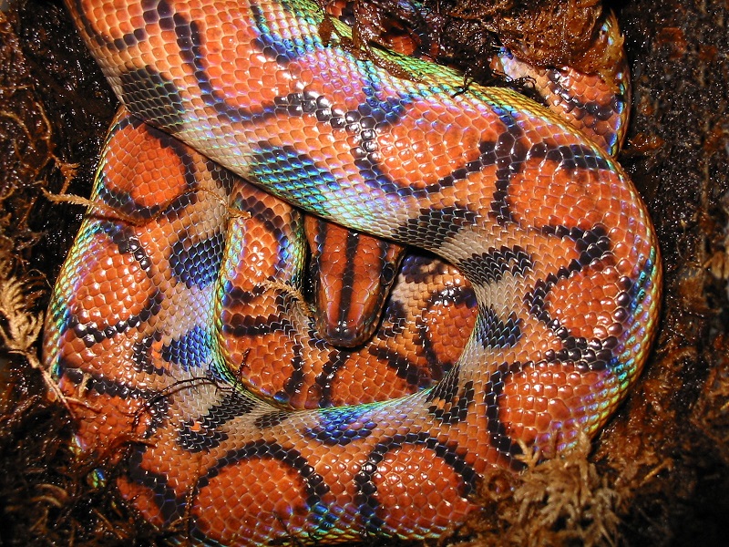 Rainbow Boa Facts and Pictures Reptile Fact