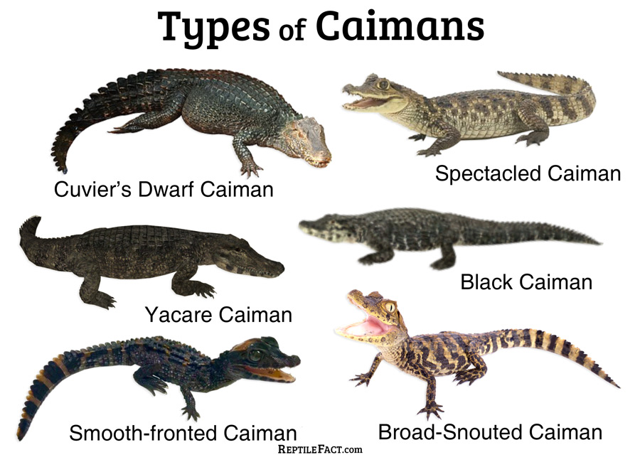 Caimans Facts and List of Types With Pictures