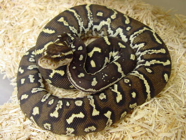 Angolan Python Facts and Pictures Reptile Fact