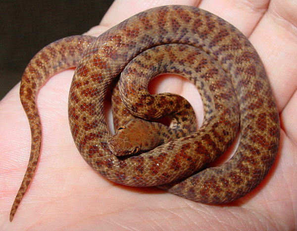 Pygmy Python Facts and Pictures Reptile Fact