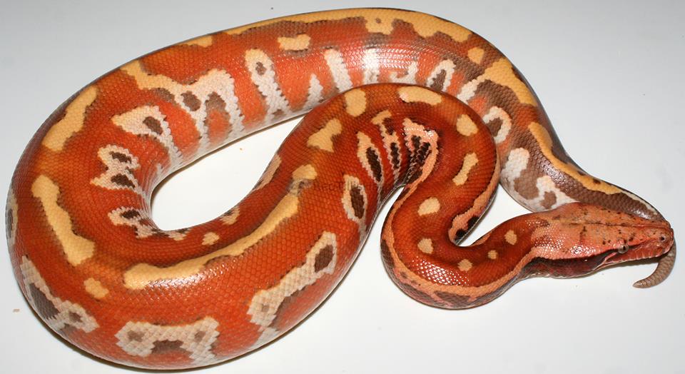 Blood Python Facts and Pictures Reptile Fact