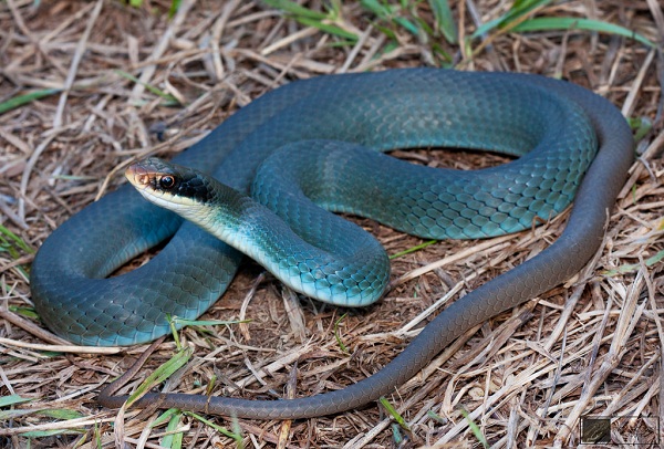 Blue Racer Snake Facts and Pictures Reptile Fact