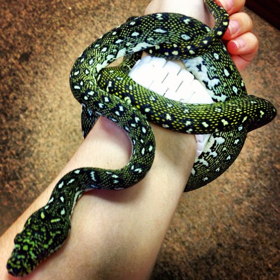 Diamond Python Facts and Pictures Reptile Fact