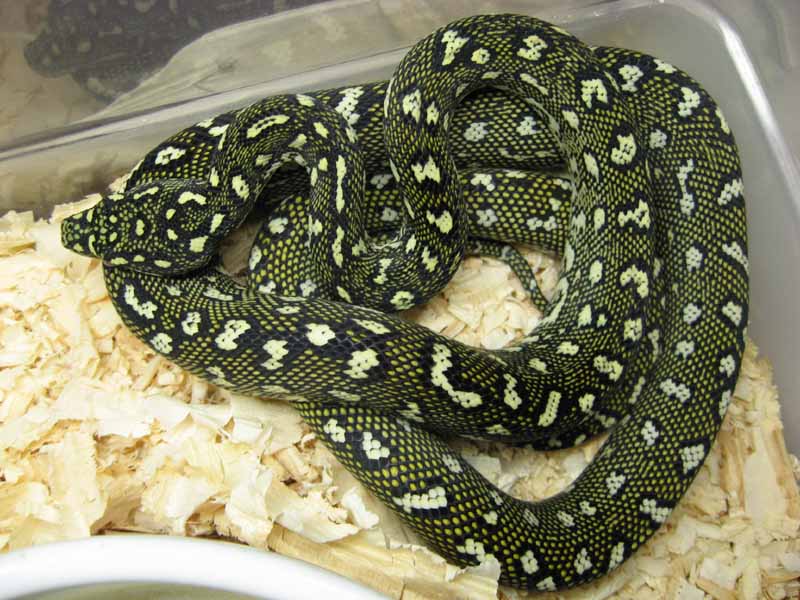 Diamond Python Facts and Pictures